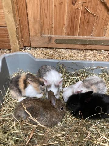 Jonge lionhead konijnen zoeken nieuw huis beschikbaar voor biedingen