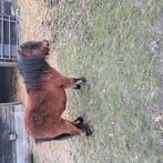 Shetlander  +- 85 cm, Merrie