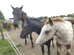 Appaloosa"s :Jaarlingen en veulens te koop, Dieren en Toebehoren, Meerdere dieren, Onbeleerd, Gechipt, 0 tot 2 jaar