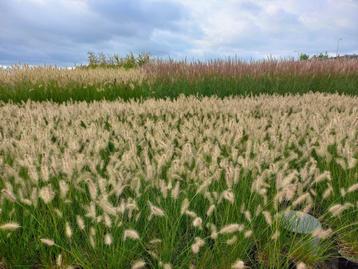 sier grassen o.a. lampenpoetsers, Miscanthus, Panicum beschikbaar voor biedingen