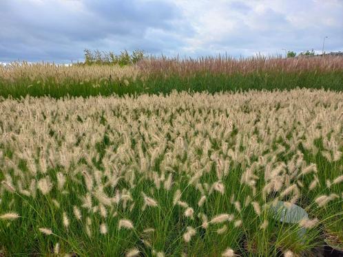 sier grassen o.a. lampenpoetsers, Miscanthus, Panicum, Tuin en Terras, Planten | Tuinplanten, Overige soorten, Volle zon, Zomer