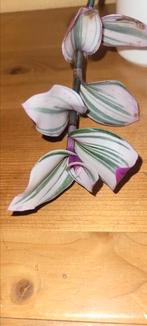 Tradescantia, Huis en Inrichting, Kamerplanten, Ophalen, Halfschaduw, Minder dan 100 cm