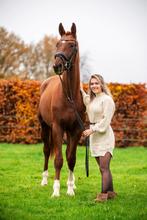 Super knappe en lieve 2,5 jarige hengst te koop!, Hengst, Dressuurpaard, 0 tot 2 jaar