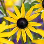 zaden gele zonnehoed rudbeckia (vaste plant), Ophalen of Verzenden, Voorjaar, Volle zon, Zaad