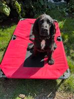 Diverse hondenstretchers nieuw in de doos, Dieren en Toebehoren, Honden-accessoires, Ophalen of Verzenden, Nieuw