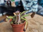 Nepenthes albomarginata zeldzame vleesetende plant, Verzenden, Overige soorten, Halfschaduw, Minder dan 100 cm