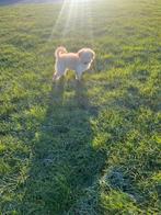 Labradoodle pup, Dieren en Toebehoren, Parvo, 8 tot 15 weken, Eén hond, Nederland