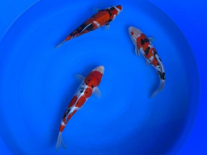 Diverse Japanse koi karper | Koikarpers  | Tosai vissen, Dieren en Toebehoren, Vissen | Vijvervissen, Karper of Koi