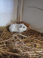 Jonge Cavia's, Dieren en Toebehoren, Knaagdieren, November, Geslacht onbekend, Cavia