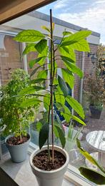 Avocadoplant, Grote plant, Tuin en Terras, Planten | Tuinplanten, Ophalen, Volle zon, Vaste plant, Bloeit niet
