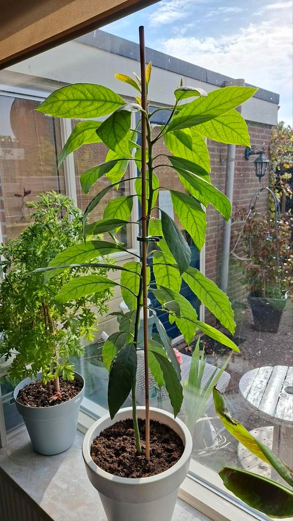 Avocadoplant, Grote plant, Tuin en Terras, Planten | Tuinplanten, Vaste plant, Fruitplanten, Volle zon, Bloeit niet, Ophalen