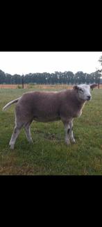 14  Engelse Texelaar dekrammen, Mannelijk, Schaap, 0 tot 2 jaar