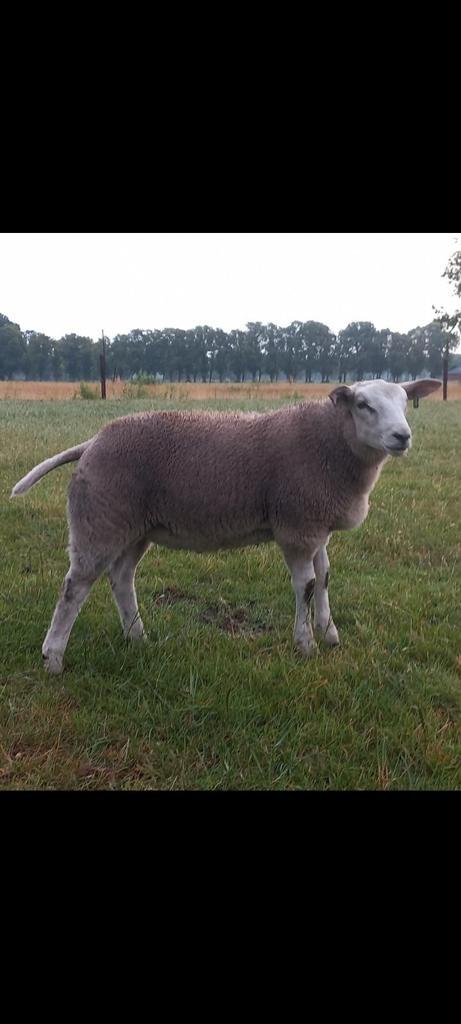 14  Engelse Texelaar dekrammen, Dieren en Toebehoren, Schapen, Geiten en Varkens, Schaap, Mannelijk, 0 tot 2 jaar