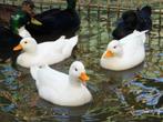 Kwaker eenden | Jonge Hollandse Kwakers in veel kleuren, Dieren en Toebehoren, Pluimvee, Meerdere dieren, Eend