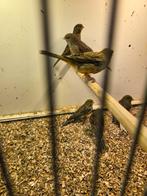 6 koppel donkere kanaries, Dieren en Toebehoren