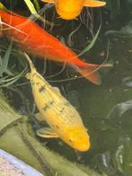 Koi Shiro utsuri III 50 cm, Karper of Koi