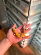 1.0 luipaardgekko, Dieren en Toebehoren, Reptielen en Amfibieën, Hagedis, 0 tot 2 jaar