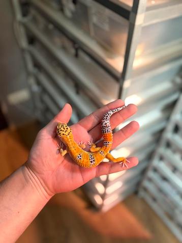 1.0 luipaardgekko beschikbaar voor biedingen