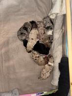 Prachtige Aussie  Husky pups, Overige rassen, 8 tot 15 weken, Meerdere, Meerdere dieren