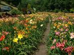 Hemerocallis winterharde vaste plant bodembedekker € 4, Tuin en Terras, Overige soorten, Volle zon, Vaste plant, Ophalen of Verzenden