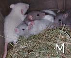 Rittens! Dombo's! Japanners! Ratjes! M/V staat erbij!, Dieren en Toebehoren, Rat, Meerdere dieren, Tam, September