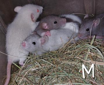 Rittens! Dombo's! Japanners! Ratjes! M/V staat erbij! beschikbaar voor biedingen