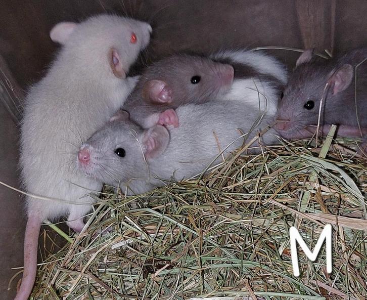 Rittens! Dombo's! Japanners! Ratjes! M/V staat erbij!, Dieren en Toebehoren, Knaagdieren, Meerdere dieren, Rat, September, Tam