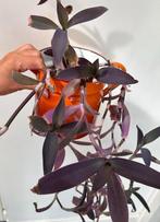 Mooie tradescantia palida, Huis en Inrichting, Ophalen, Overige soorten, Minder dan 100 cm