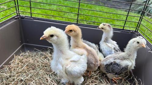 kuikens park brahma, Dieren en Toebehoren, Pluimvee, Kip, Geslacht onbekend