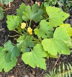 Jonge courgette plant, Tuin en Terras, Ophalen, Zomer, Overige soorten, Volle zon