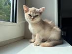 Bkh golden Kitten, Dieren en Toebehoren, Katten en Kittens | Raskatten | Korthaar, Poes, Ontwormd, 0 tot 2 jaar