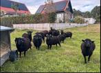 Stamboek Ouessant ooi ARR*ARR, Dieren en Toebehoren, Vrouwelijk, Schaap