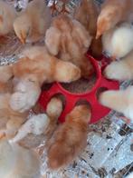 Hele mooie kuikens te koop, Dieren en Toebehoren, Pluimvee, Geslacht onbekend, Kip