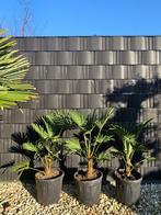 AANBIEDING TRACHYCARPUS WAGNERIANUS 15/20,OF FORTRUNEI GRUPP, In pot, Halfschaduw, Ophalen of Verzenden, Minder dan 100 cm