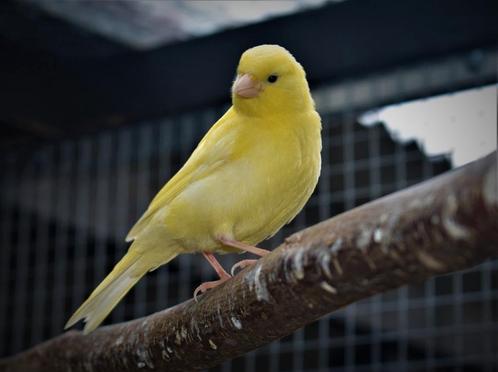 Gezocht; kanarie koppel; geel / wit / mozaïek geel., Dieren en Toebehoren, Vogels | Kanaries, Kleurkanarie, Meerdere dieren