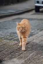 2 lieve katten zoeken en fijn huisje, Dieren en Toebehoren, Katten en Kittens | Overige Katten, Meerdere dieren, Kortharig, 6 jaar of ouder