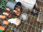 4 cavia's plus toebehoren, Dieren en Toebehoren, April, Mannelijk, Cavia
