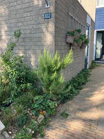 Rozemarijn, plant, kuiden beschikbaar voor biedingen