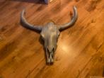 Mooie schedel stier, skul grijs-blauw, Ophalen of Verzenden, Zo goed als nieuw