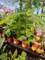 Sparmannia Africana (Kamerlinde), Overige soorten, In pot, Minder dan 100 cm, Groene kamerplant