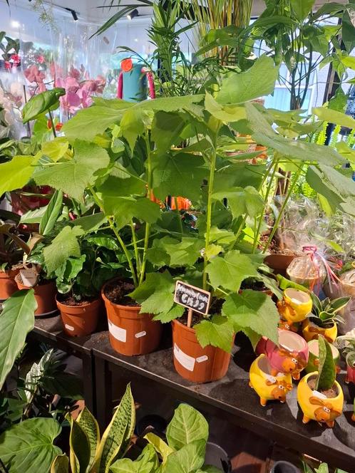Sparmannia Africana (Kamerlinde), Huis en Inrichting, Kamerplanten, Overige soorten, Minder dan 100 cm, Groene kamerplant, Halfschaduw