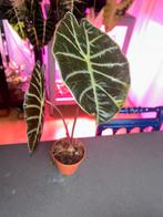 Alocasia Suhirmania red petiole, Huis en Inrichting, Kamerplanten, Ophalen, Halfschaduw, Minder dan 100 cm