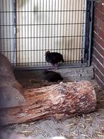 Roul roul, Dieren en Toebehoren, Pluimvee, Mannelijk, Overige soorten