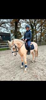 Knappe 4 jarige D pony!, Dieren en Toebehoren, Pony's, Ruin, 3 tot 6 jaar