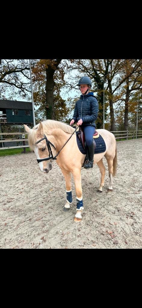 Knappe 4 jarige D pony!, Dieren en Toebehoren, Pony's, Ruin, 3 tot 6 jaar