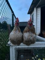 Serama haantjes, Dieren en Toebehoren, Pluimvee, Mannelijk, Kip