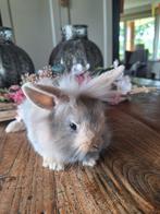 Mix Dwergkonijn/ baardkonijn / hangoor, Geslacht onbekend, Dwerg, Hangoor, 0 tot 2 jaar