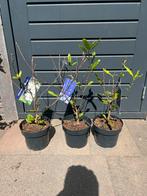 Magnolia, Ophalen, Volle zon, Overige soorten, Minder dan 100 cm