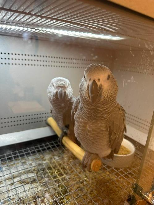 Grijze Roodstaart NU Alvast reserveren, Dieren en Toebehoren, Vogels | Parkieten en Papegaaien, Papegaai, Meerdere dieren, Tam