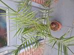 planten phoenix canariensis palm, Bloeit niet, 100 tot 250 cm, Palmboom, Ophalen